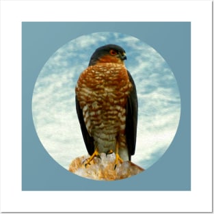 Sparrow hawk Posters and Art